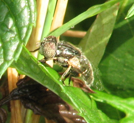 Eristalinus sp. (Syrphidae)